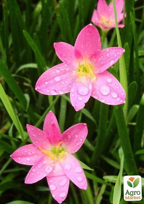 Зефирантес "Rosea"