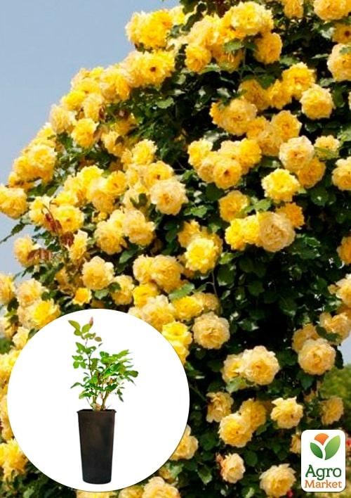 Роза в контейнере плетистая "Goldstern" (саженец класса АА+)