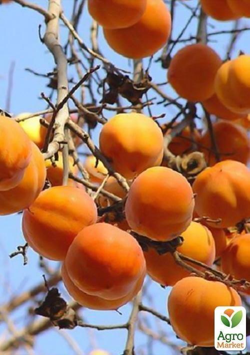 Хурма на віргінській морозостійкій підщепі  "Нікітська бордова" вищий сорт! - фото 8