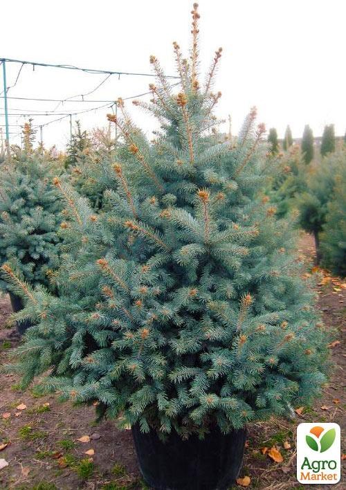 Ель Голубая "Kaibab" (высота 80-100см)