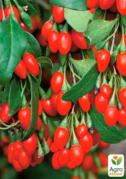 Годжи "Деликат" (перекрестное опыление, садить по 2 шт)