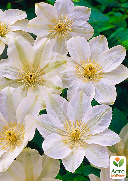 Клематис «Guernsey cream» (повторноквітучий сорт)