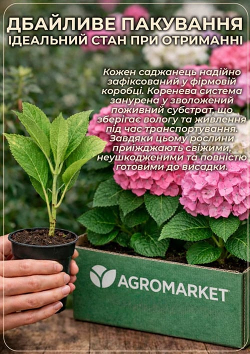 Гортензія волотиста карликова «Petite Flori», вазон Р9
