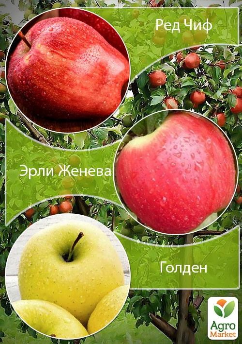 Дерево-сад Яблуня "Ред Чиф+Ерлі Женева+Голден"