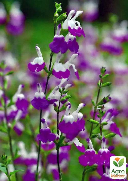 Шавлія Грегга "Amethyst Lips"