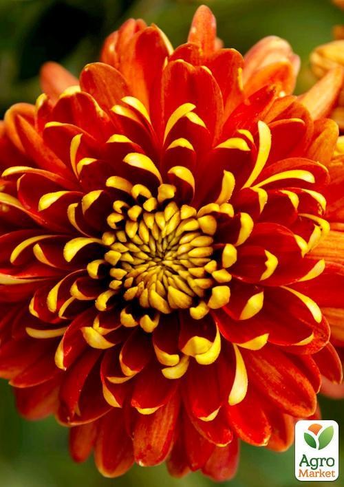 Хризантема корейська "Експорт Пот" висота 3-15 см