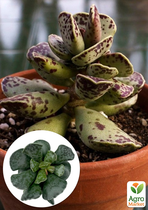 Адромискус Купера  (adromischus cooperi)