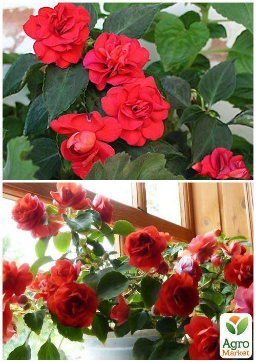 На вагу Бальзамін махровий суміш ТМ "Весна" ціна за 3г - фото 4