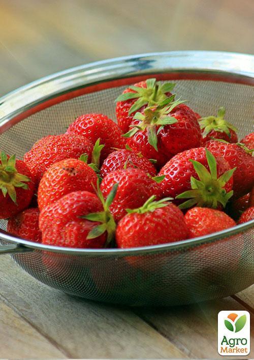 Клубника "Альба" (Alba) (ранний срок созревания, высокопродуктивный сорт) - фото 7