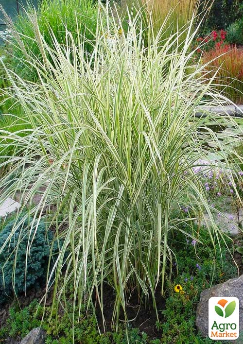 Райграс бульбоносный Arrhenatherum bulbosum (многолетний декоративный злак) - фото 5
