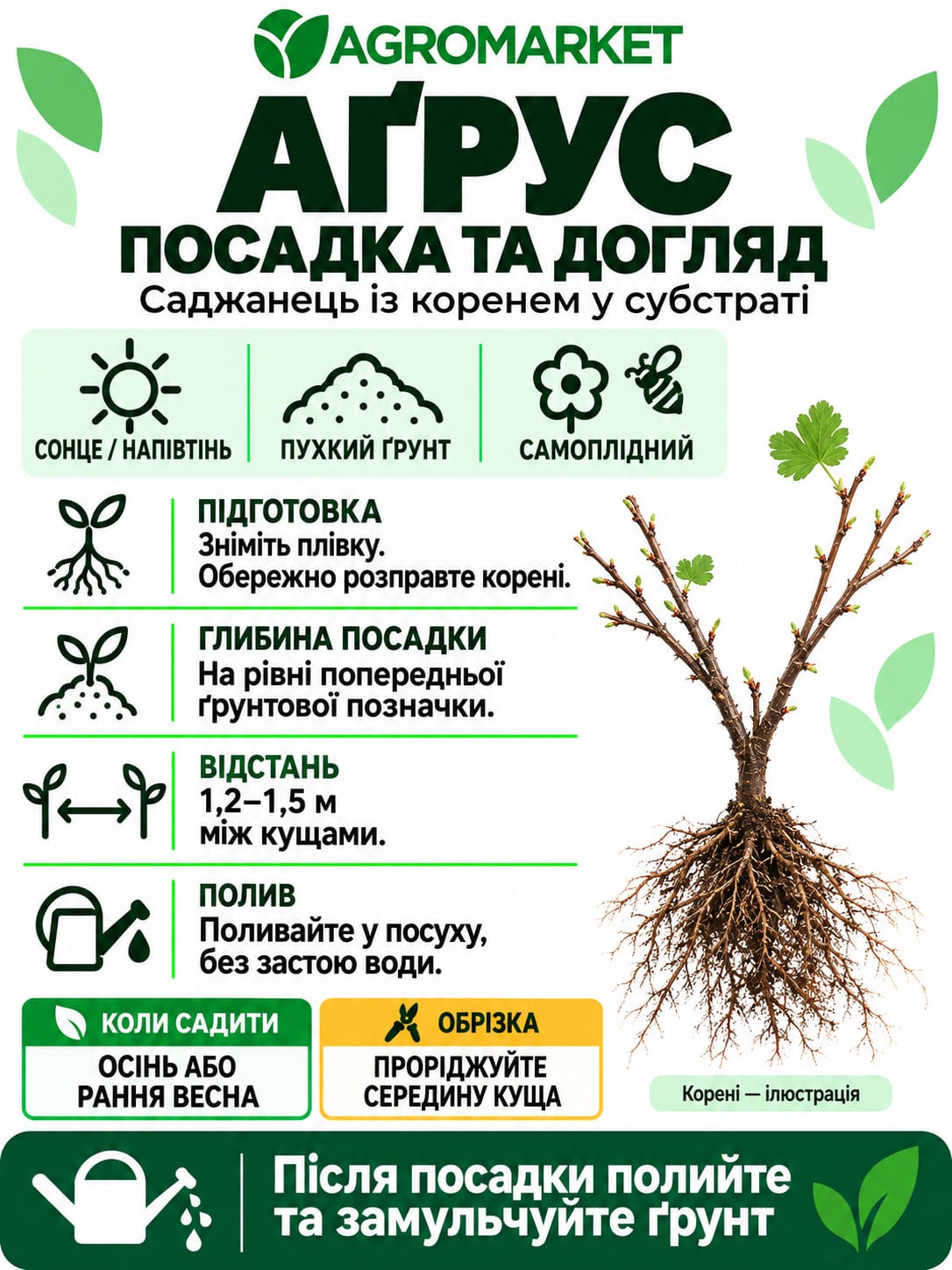 Крыжовник "Финиковый" (поздний срок созревания, сорт высокозимостойкий)