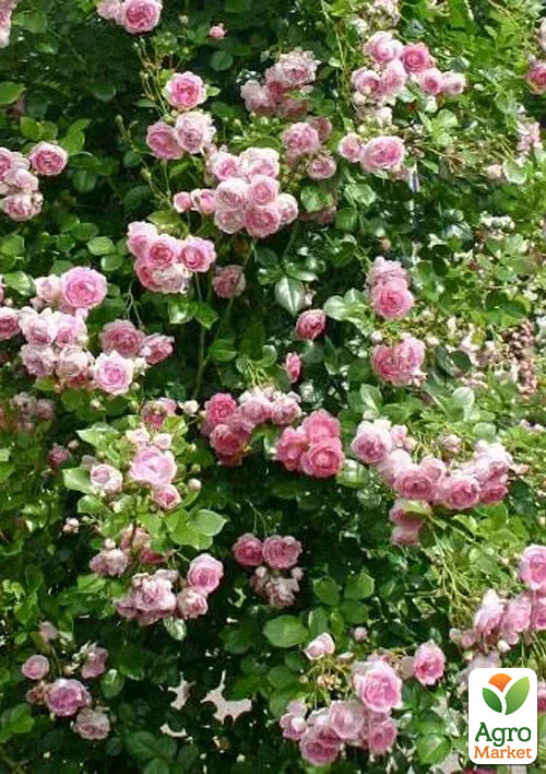 Роза плетистая "Jasmina" в контейнере, высший сорт - фото 2