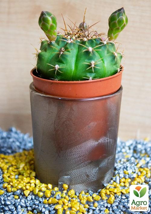 Кактус "Ребуция" (Mediolobivia aureiflora) (Нидерланды)