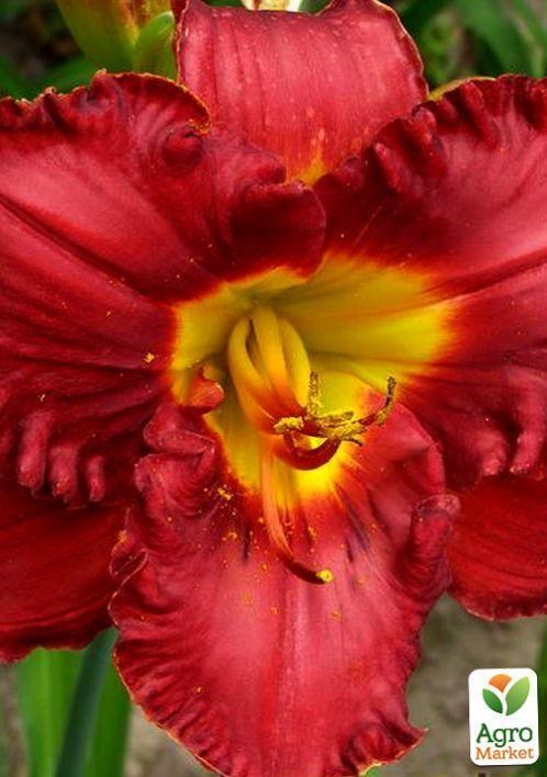 Лилейник "Noble Warrior" 1шт в упаковке - фото 3