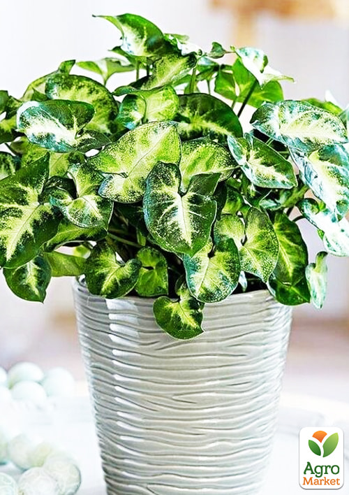 Сингоніум "Pixie" висота 20-30см