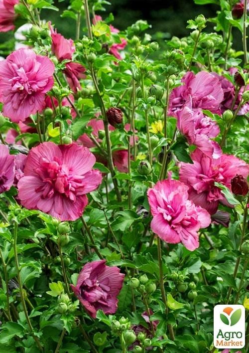Гибискус сирийский "Magenta Chiffon" С2, высота 45-70 см - фото 3