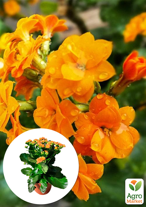 Каланхое Блоссфельда "Orange" (Kalanchoe Blossfeldiana) (Нідерланди)