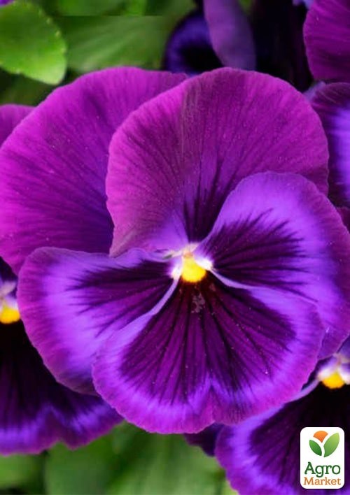 Віола Віттрока "Барон Бузковий" ТМ "Vesna Exclusive" 5шт