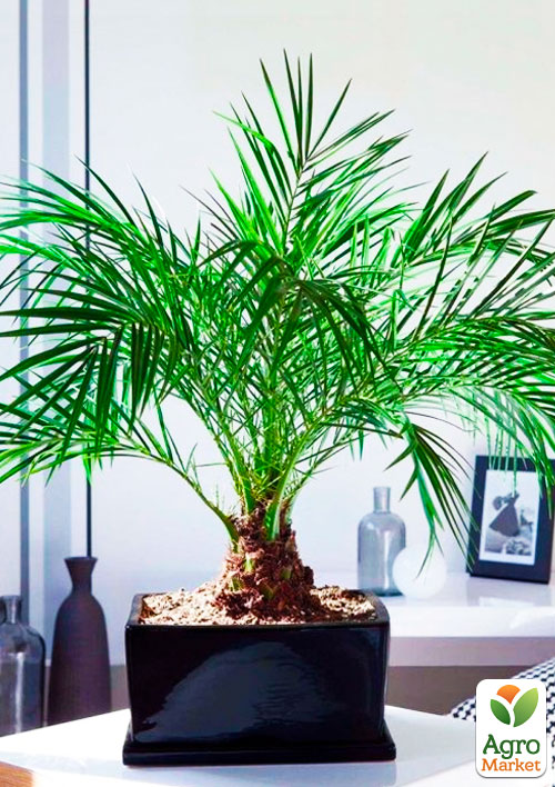 Фінік Робелена (Phoenix roebelenii)