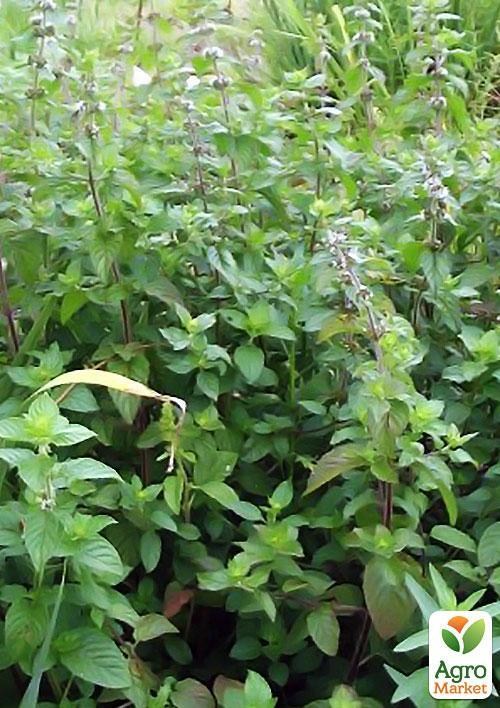 Мята болотная Аргентифолия