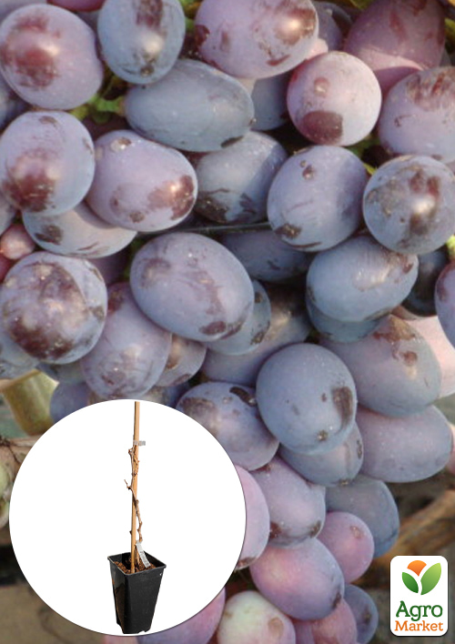 Виноград столовый "Орион" (укорененный саженец в контейнере)
