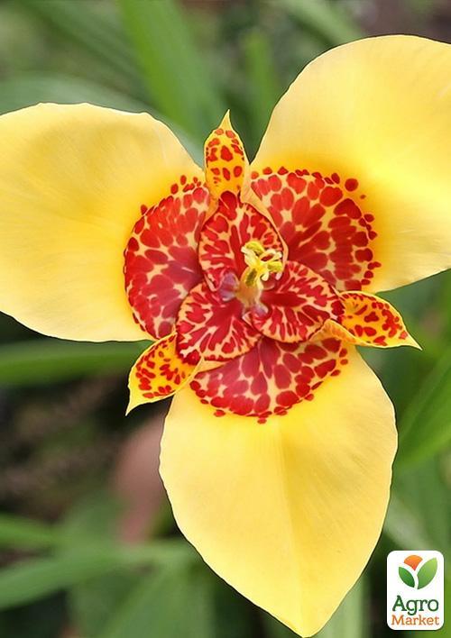 Тигридия "Желтая" 5шт - фото 2