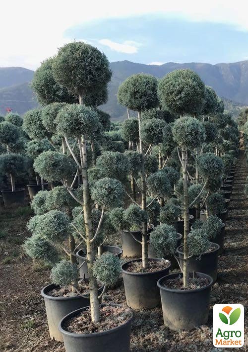 Кипарисовик Аризонский Бонсай (высота 180-200см) - фото 2