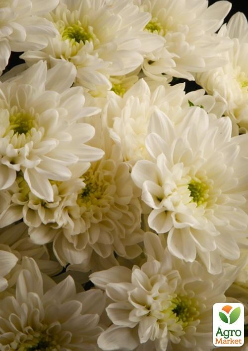 Хризантема кущова "Baltika White"