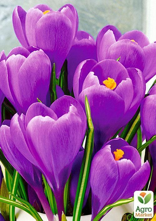Крокус великоквітковий "Grand Maitre"