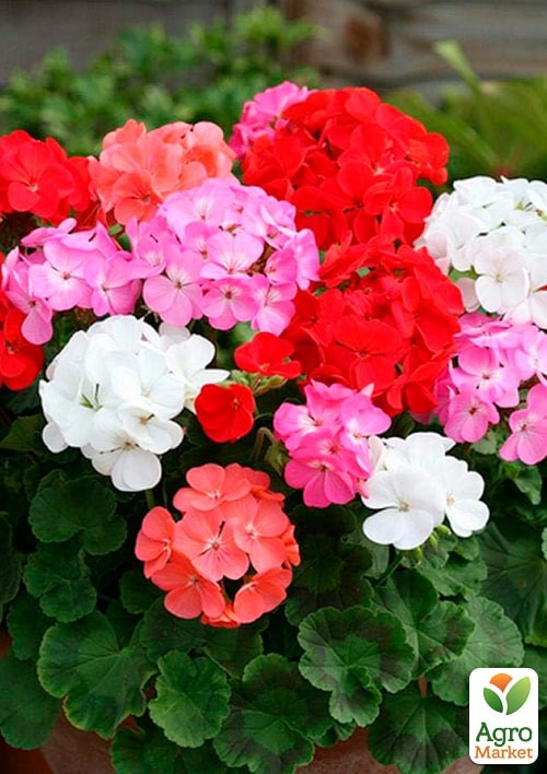 Пеларгонія зональна "Рафаелла F1" суміш ТМ "Vesna Exclusive" 5шт