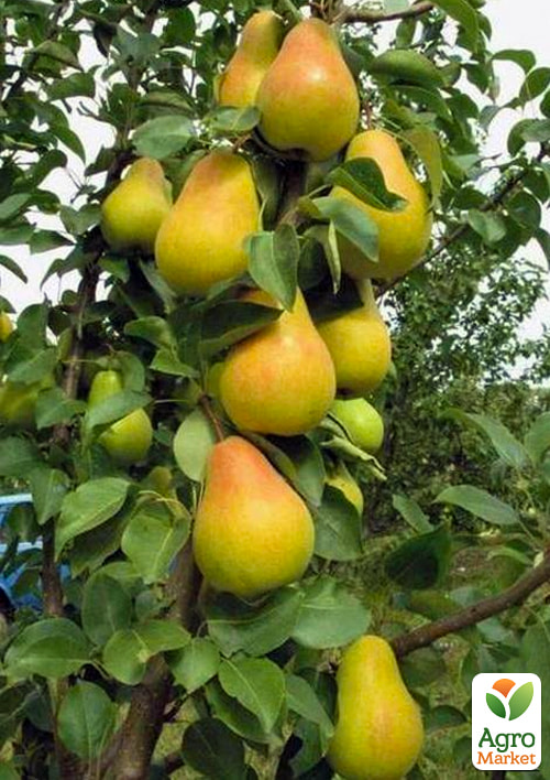 Груша колоновидная "Г-2" (осенний сорт)