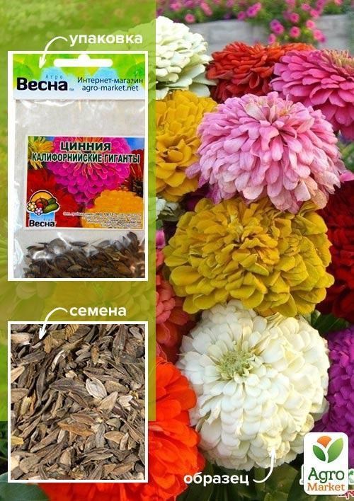 Цинния "Калифорнийские гиганты" (Зипер) ТМ "Весна" 2г