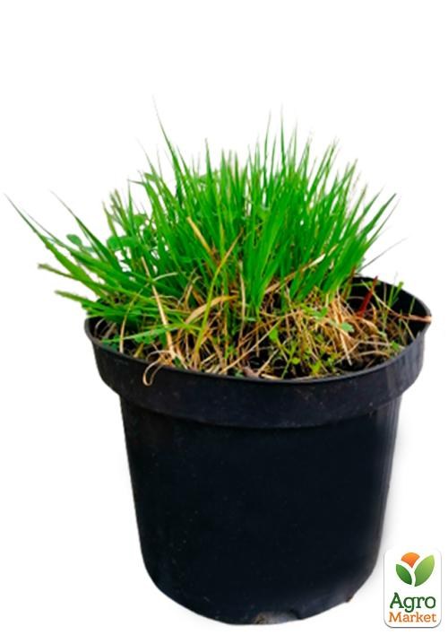 Молінія блакитна "Heidezwerg" вазон С2 - фото 3