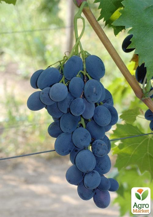 Виноград "Валентин"
