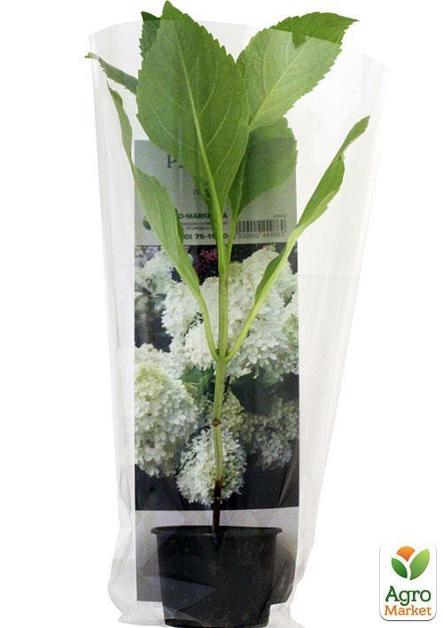 Гортензия метельчатая "Phantom" (контейнер P9) - фото 6