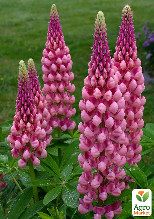 Люпин "Chatelaine"