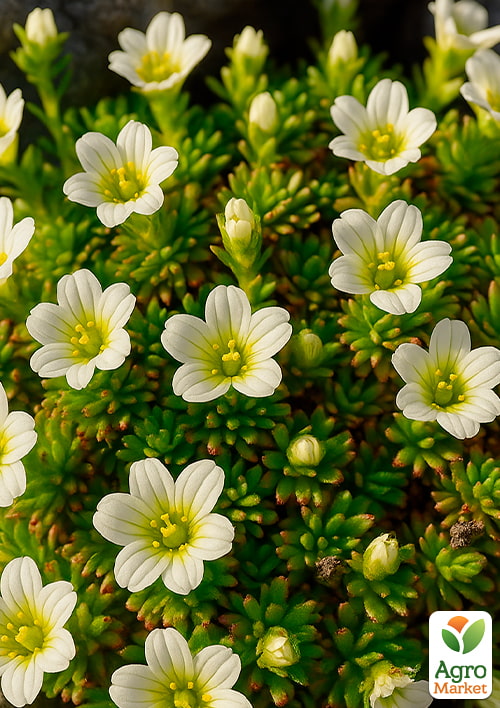 Камнеломка Арендса "Weisser Zwerg" - фото 2