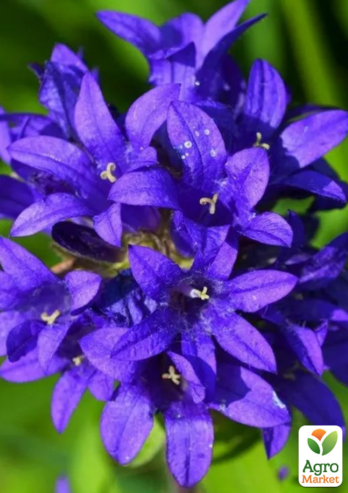 Колокольчик скученный "Bellefleur Violet" (морозостойкий, обильноцветущий многолетник) - фото 2