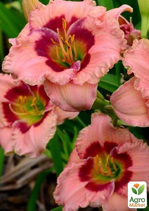 Лілійник "Beautiful Jealous Eyes" 1шт в упаковці - фото 4