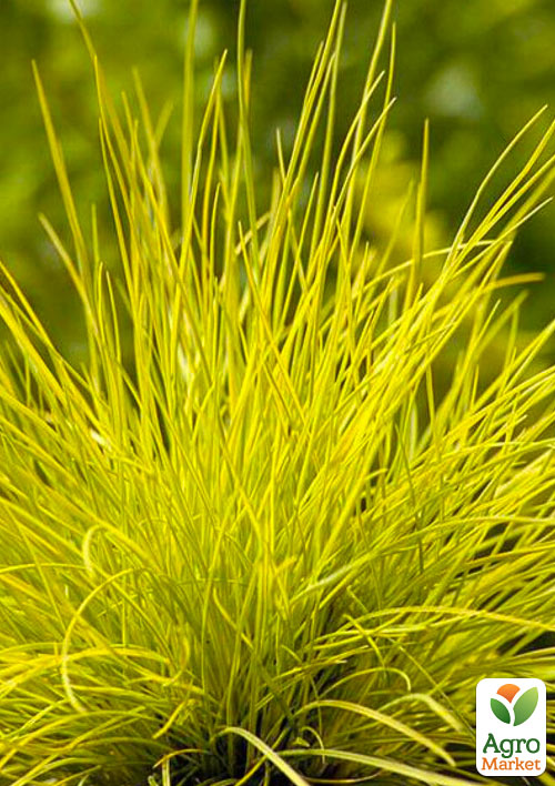 Костриця сиза "Golden Toupee"