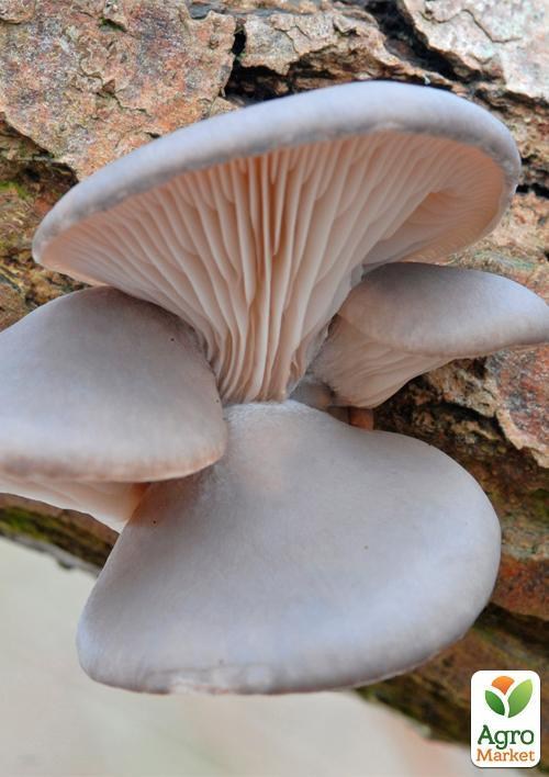 Міцелій на дубових брусочках "Глива Морське вушко" 10шт