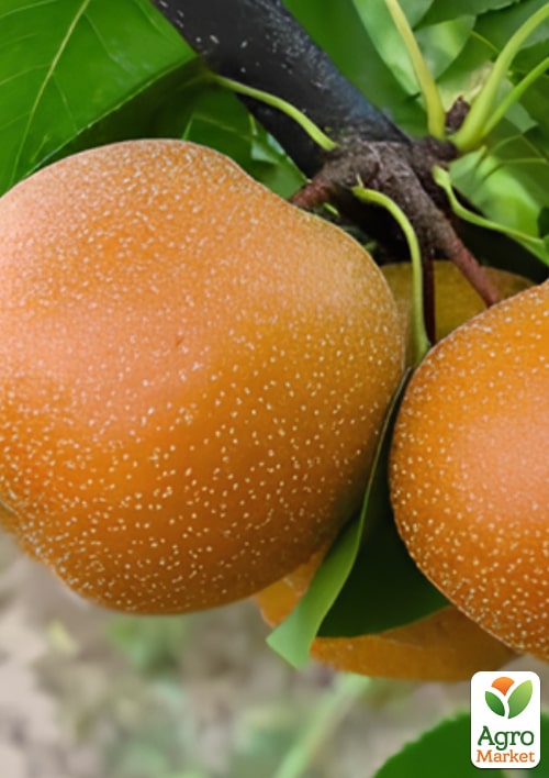 Азиатская груша "Олимпик" (засухоустойчивый, осенний сорт)