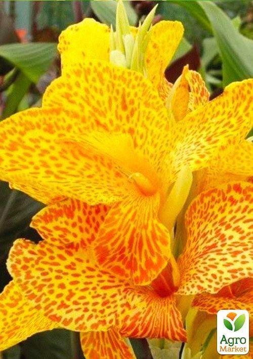 Канна "Picasso" 1шт в упаковці - фото 2