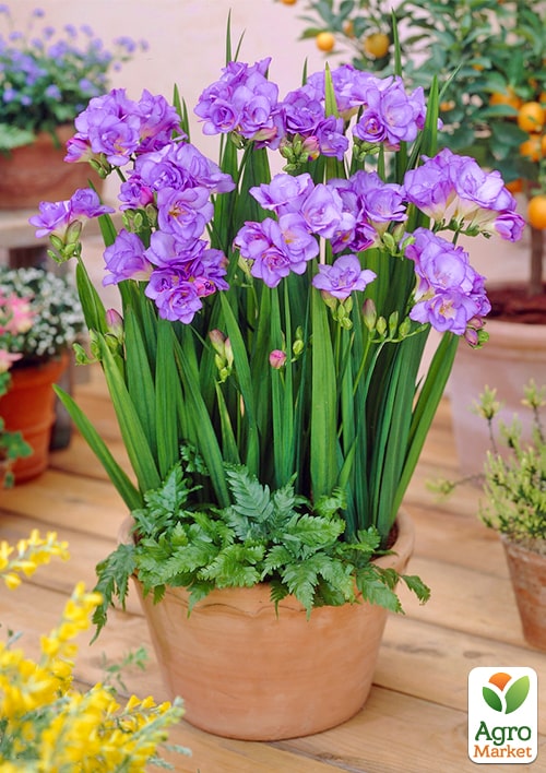 Фрезія проста "Purple" - фото 2