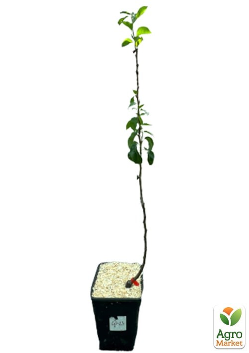 Груша "Конференция" укорененная в контейнере (саженец 2 года) - фото 2