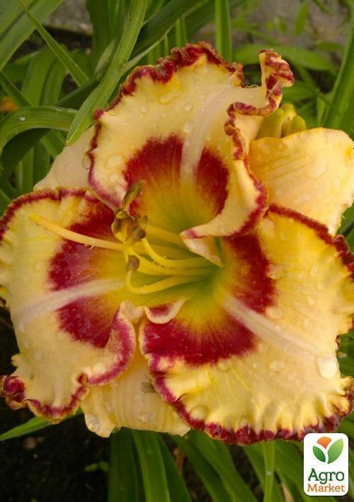 Лилейник "Lady Betty Fretz" 