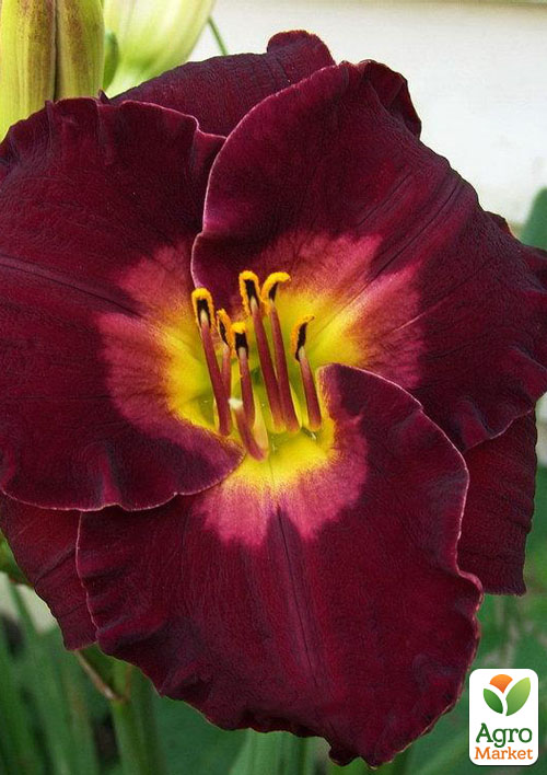 Лилейник "Black jack Cherry" 1шт в упаковке NEW