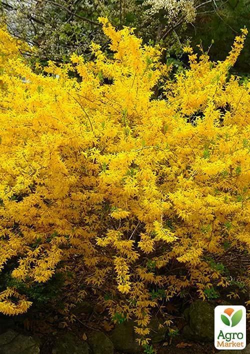 Форзиция гибридная "Maluch"  - фото 2