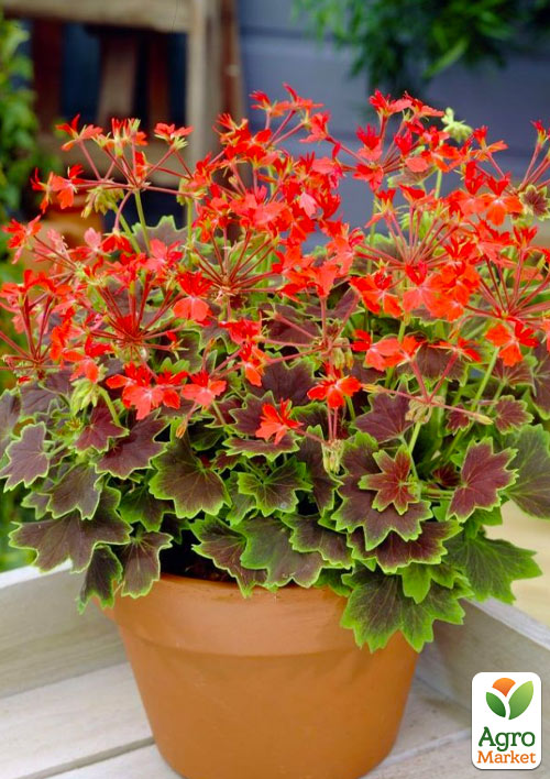 Пеларгонія строкатолиста "Toscana Choсolate" - фото 3