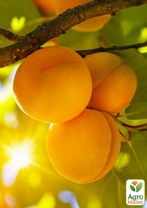 Абрикос "Бушеран" (летний сорт, поздний срок созревания)
